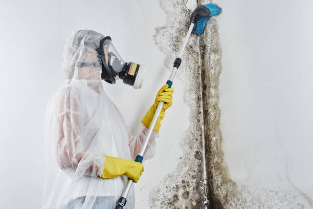 Best Mold Removal Specialists  in Mansfield Center, CT