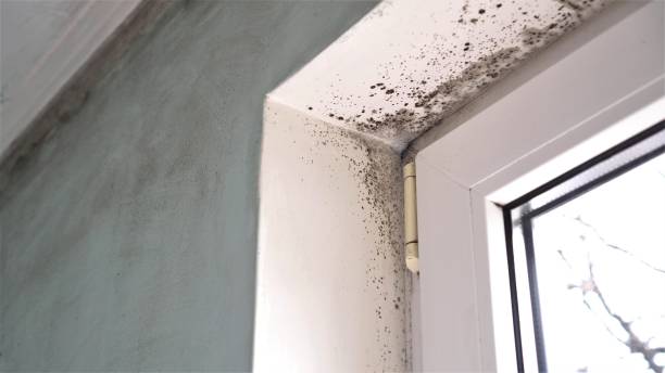 Best Local Mold Removal Service  in Mansfield Center, CT
