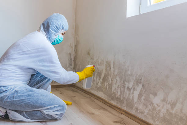 Best Mold Removal Specialists  in Mansfield Center, CT