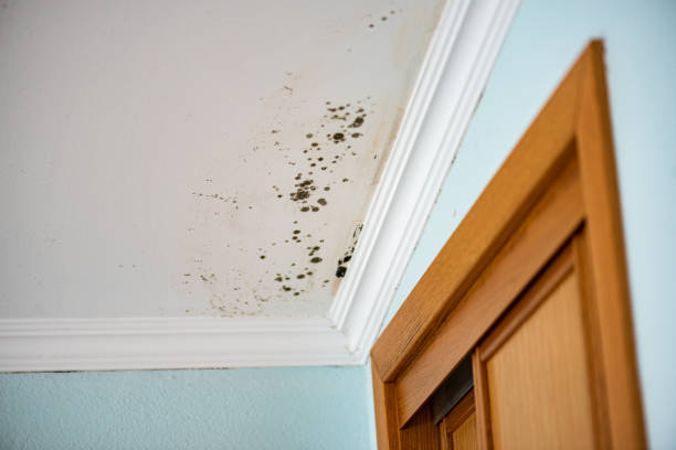 Crawl Space Mold Removal in Mansfield Center, CT