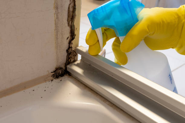 Best Black Mold Removal  in Mansfield Center, CT