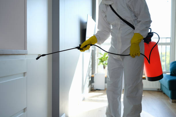 Best Mold Removal Company Near Me  in Mansfield Center, CT