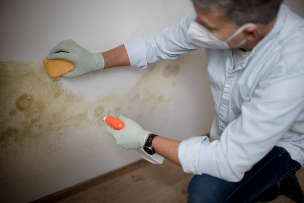 Certified Mold Removal in Mansfield Center, CT