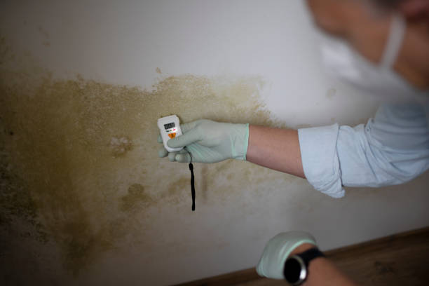 Best Office Mold Removal Services  in Mansfield Center, CT
