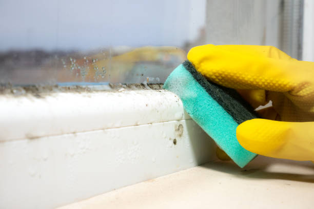 Best Residential Mold Removal  in Mansfield Center, CT
