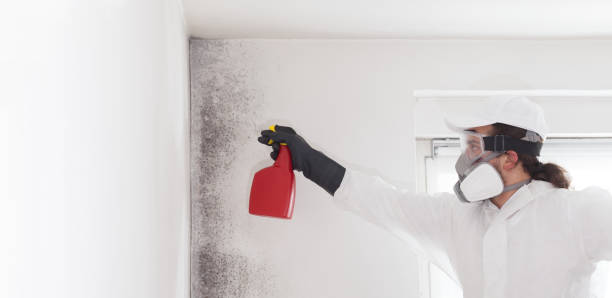 Best Water Damage Restoration  in Mansfield Center, CT