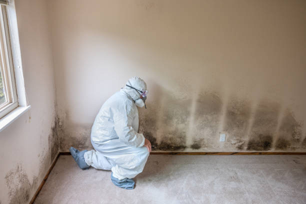Best Certified Mold Removal  in Mansfield Center, CT
