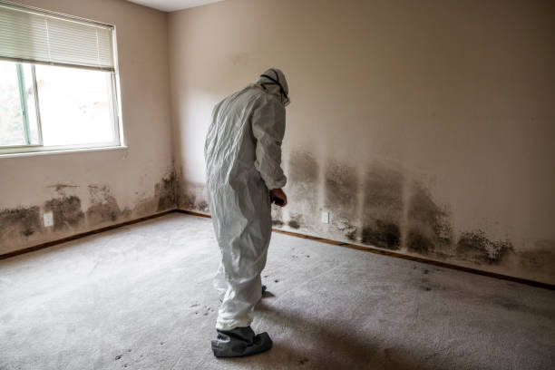 Best Toxic Mold Removal  in Mansfield Center, CT