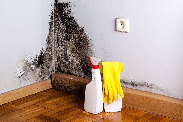 Mansfield Center, CT Mold Removal Company