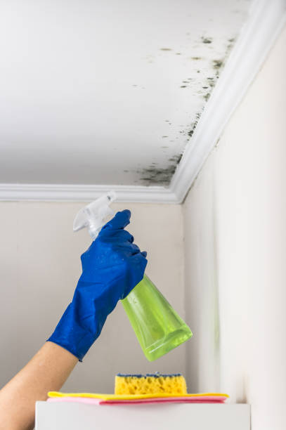 Best Toxic Mold Removal  in Mansfield Center, CT